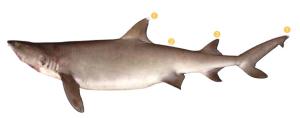 Whitetip Reef Shark Identification